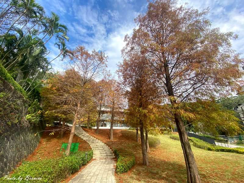 北投行天宮落羽松~近期掘起落羽松林 漫步林中感受秋冬的浪漫 @Bernice的隨手筆記