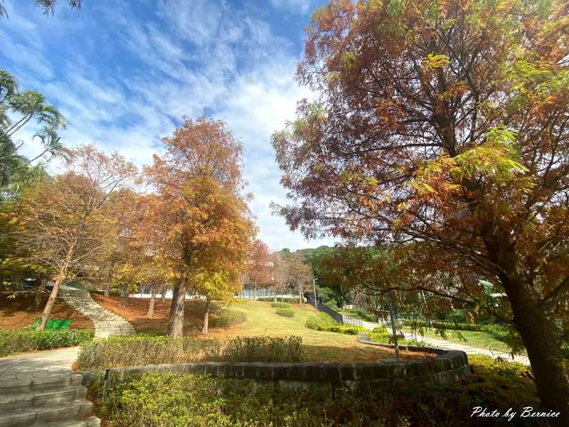 北投行天宮落羽松~近期掘起落羽松林 漫步林中感受秋冬的浪漫 @Bernice的隨手筆記