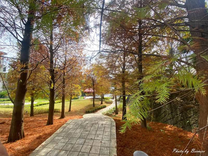 北投行天宮落羽松~近期掘起落羽松林 漫步林中感受秋冬的浪漫 @Bernice的隨手筆記