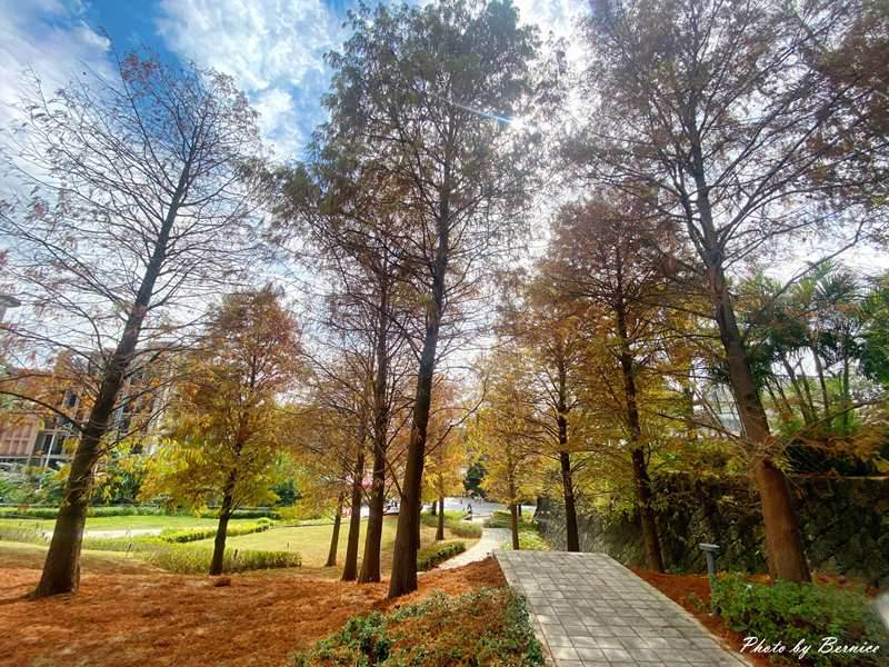 北投行天宮落羽松~近期掘起落羽松林 漫步林中感受秋冬的浪漫 @Bernice的隨手筆記