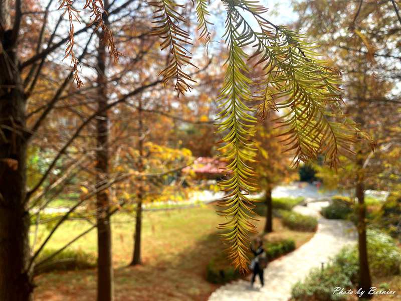 北投行天宮落羽松~近期掘起落羽松林 漫步林中感受秋冬的浪漫 @Bernice的隨手筆記