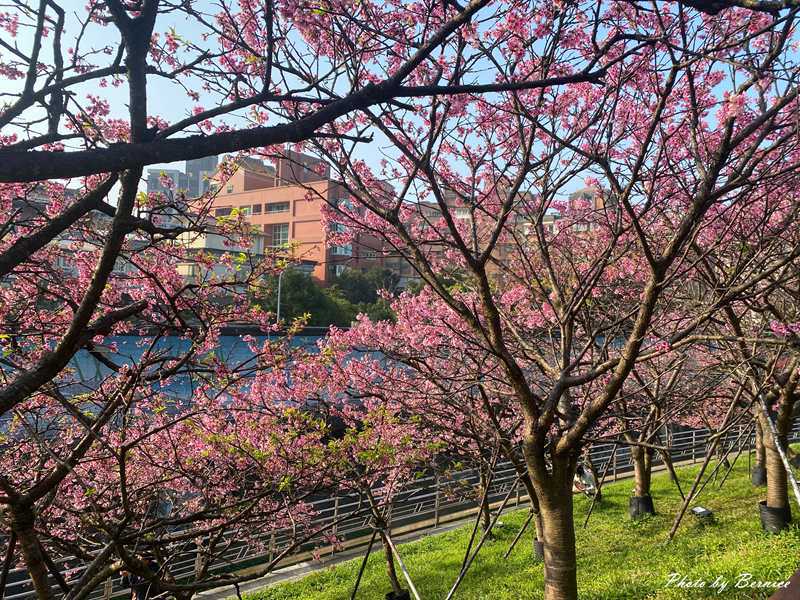 2026樂活夜櫻季~很好親近的粉紅風暴 @Bernice的隨手筆記