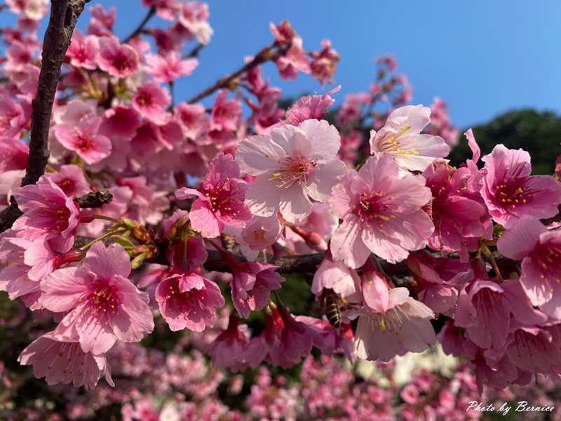 2026樂活夜櫻季~很好親近的粉紅風暴 @Bernice的隨手筆記 2026樂活夜櫻季~很好親近的粉紅風暴 @Bernice的隨手筆記