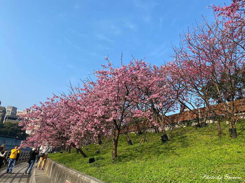 2026樂活夜櫻季~很好親近的粉紅風暴 @Bernice的隨手筆記 2026樂活夜櫻季~很好親近的粉紅風暴 @Bernice的隨手筆記
