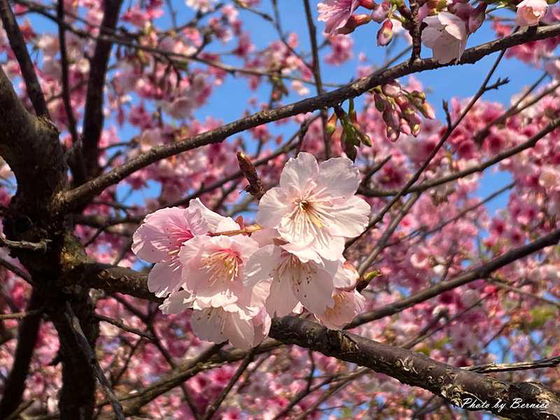 2026樂活夜櫻季~很好親近的粉紅風暴 @Bernice的隨手筆記