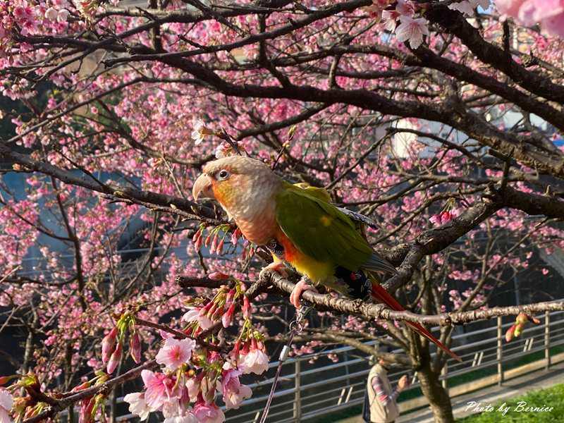 2026樂活夜櫻季~很好親近的粉紅風暴 @Bernice的隨手筆記 2026樂活夜櫻季~很好親近的粉紅風暴 @Bernice的隨手筆記