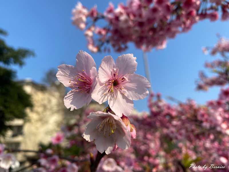 2026樂活夜櫻季~很好親近的粉紅風暴 @Bernice的隨手筆記 2026樂活夜櫻季~很好親近的粉紅風暴 @Bernice的隨手筆記