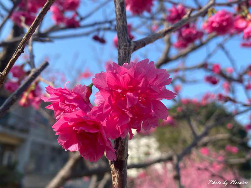 河岸櫻花步道~粉色秘境 浪漫花海大爆發 @Bernice的隨手筆記