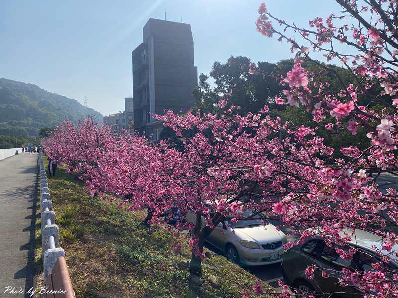 河岸櫻花步道~粉色秘境 浪漫花海大爆發 @Bernice的隨手筆記