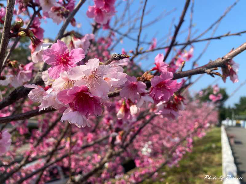 河岸櫻花步道~粉色秘境 浪漫花海大爆發 @Bernice的隨手筆記