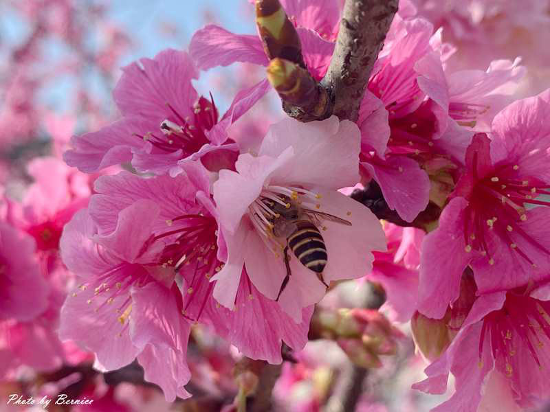河岸櫻花步道~粉色秘境 浪漫花海大爆發 @Bernice的隨手筆記
