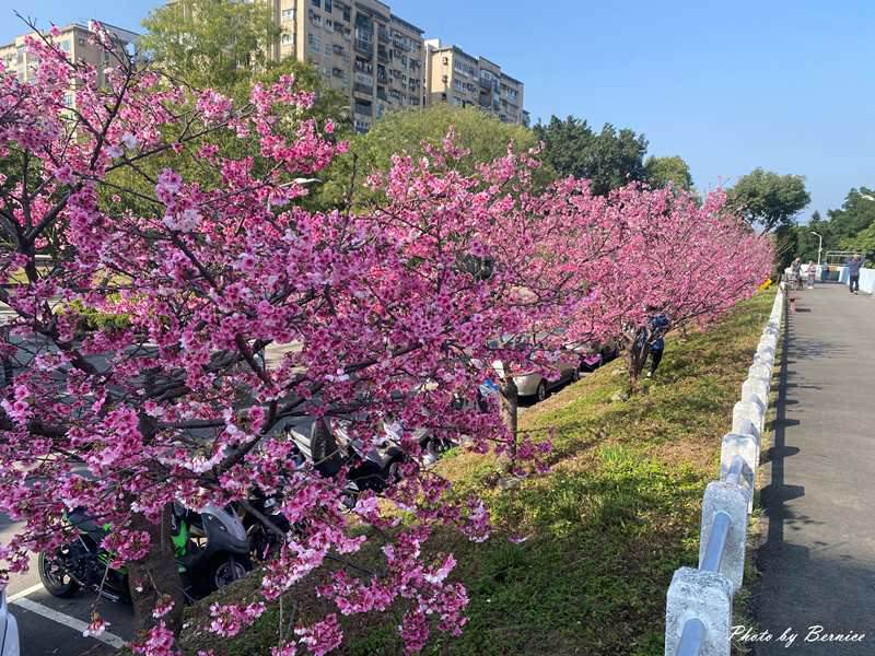 河岸櫻花步道~粉色秘境 浪漫花海大爆發 @Bernice的隨手筆記
