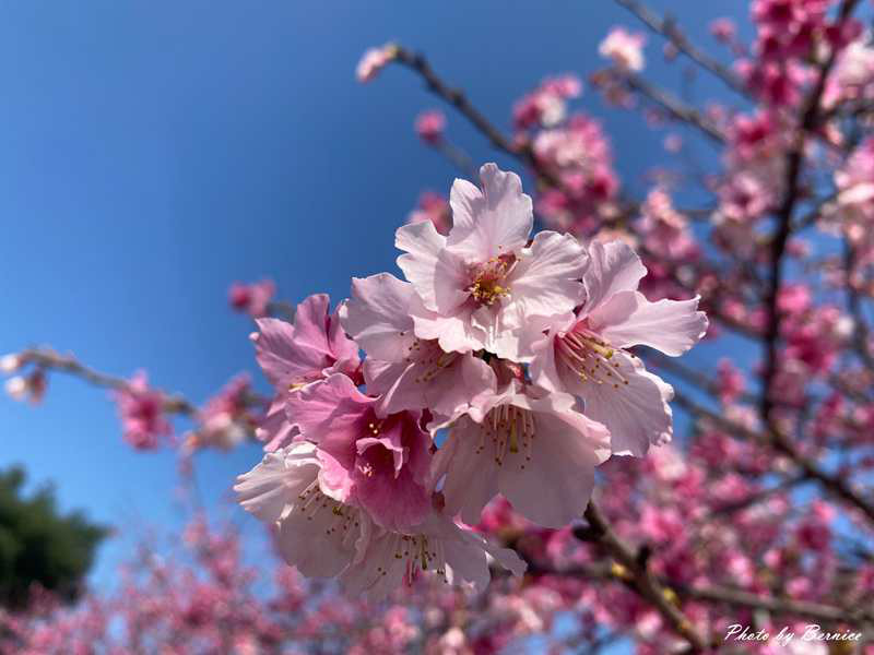 河岸櫻花步道~粉色秘境 浪漫花海大爆發 @Bernice的隨手筆記