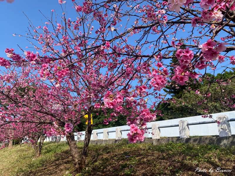 河岸櫻花步道~粉色秘境 浪漫花海大爆發 @Bernice的隨手筆記