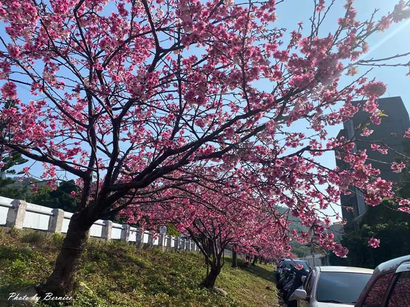 河岸櫻花步道~粉色秘境 浪漫花海大爆發 @Bernice的隨手筆記