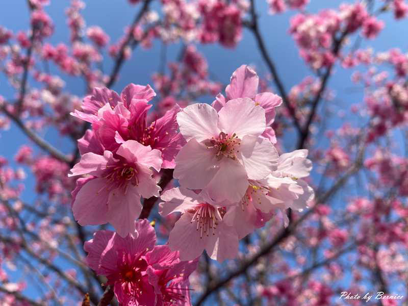 河岸櫻花步道~粉色秘境 浪漫花海大爆發 @Bernice的隨手筆記