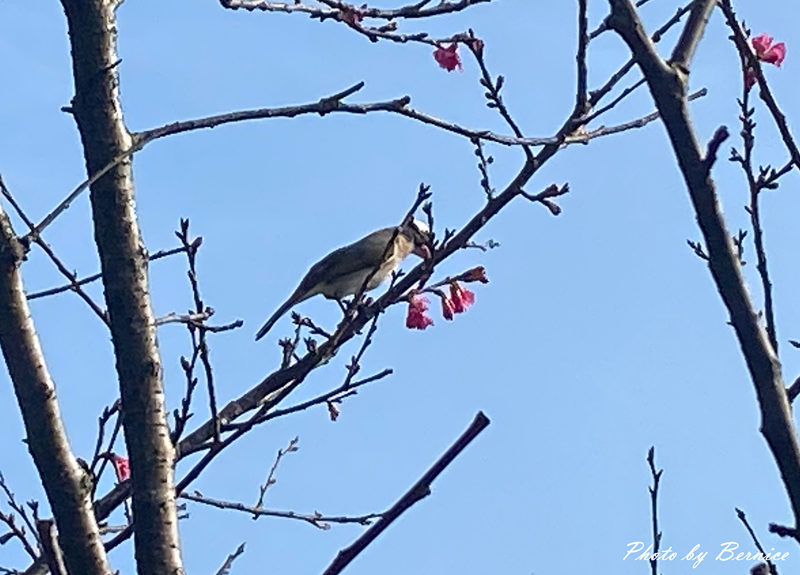 五分埤步道~少了人潮的喧囂多了份悠閒 輕鬆愜意賞櫻趣 @Bernice的隨手筆記