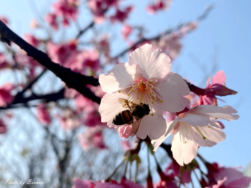 五分埤步道~少了人潮的喧囂多了份悠閒 輕鬆愜意賞櫻趣 @Bernice的隨手筆記
