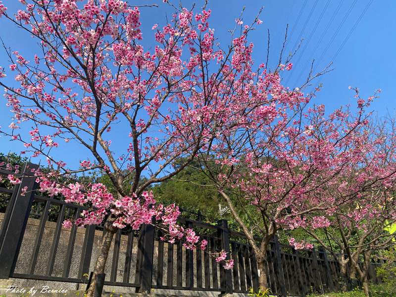 五分埤步道~少了人潮的喧囂多了份悠閒 輕鬆愜意賞櫻趣 @Bernice的隨手筆記