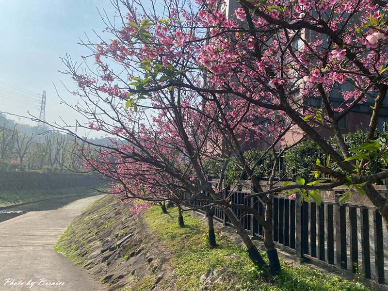 五分埤步道~少了人潮的喧囂多了份悠閒 輕鬆愜意賞櫻趣 @Bernice的隨手筆記