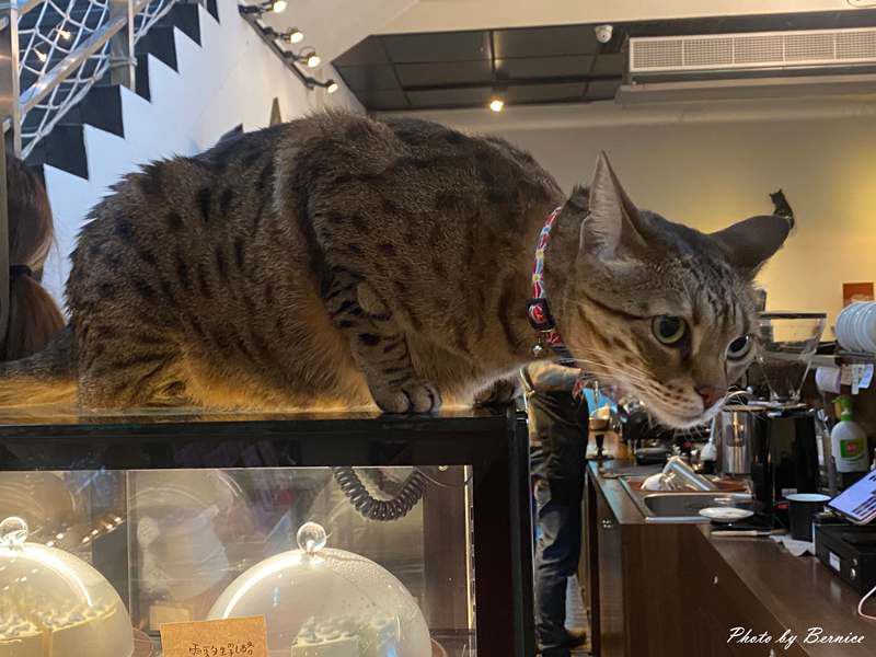 豹豹咖啡 &bull; 森林館~把時間留在山裡的咖啡館 @Bernice的隨手筆記