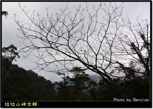 神木群步道~每棵都破百歲的樹 @Bernice的隨手筆記