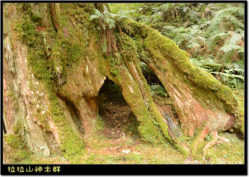 神木群步道~每棵都破百歲的樹 @Bernice的隨手筆記