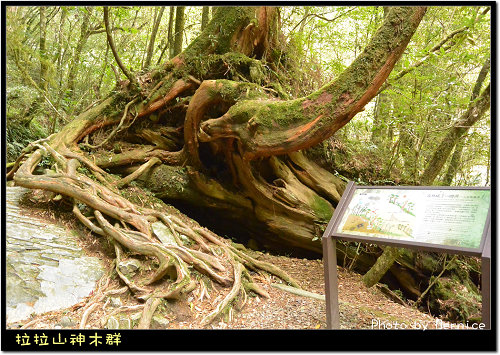 神木群步道~每棵都破百歲的樹 @Bernice的隨手筆記