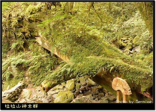 神木群步道~每棵都破百歲的樹 @Bernice的隨手筆記