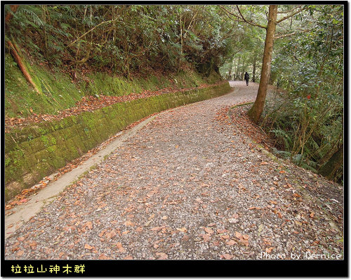 神木群步道~每棵都破百歲的樹 @Bernice的隨手筆記