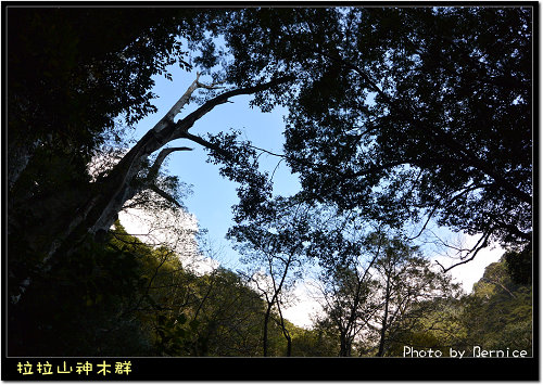 神木群步道~每棵都破百歲的樹 @Bernice的隨手筆記