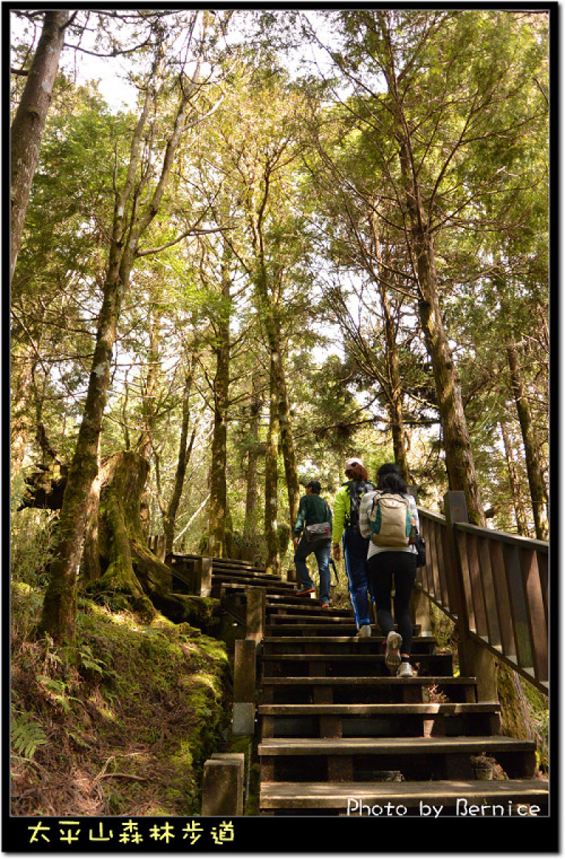太平山森林步道~列入28張世界森林步道絕美景色之一 @Bernice的隨手筆記