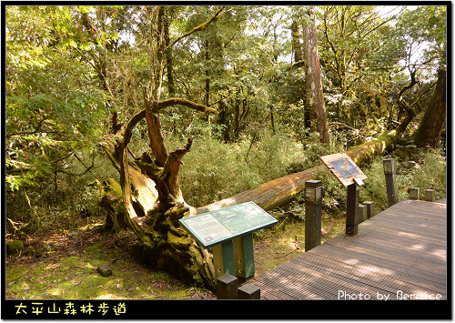 太平山森林步道~列入28張世界森林步道絕美景色之一 @Bernice的隨手筆記