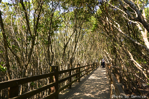 新豐紅樹林生態保護區~走入北台灣最大的紅樹林生態 @Bernice的隨手筆記
