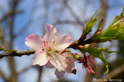 風尾櫻花兒~步道延路櫻樹種類多到三月都有花可看哦 @Bernice的隨手筆記