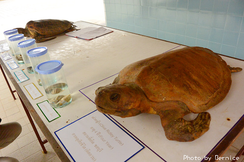綠蠵龜生態養殖~層層保護就為了綠蠵龜 @Bernice的隨手筆記