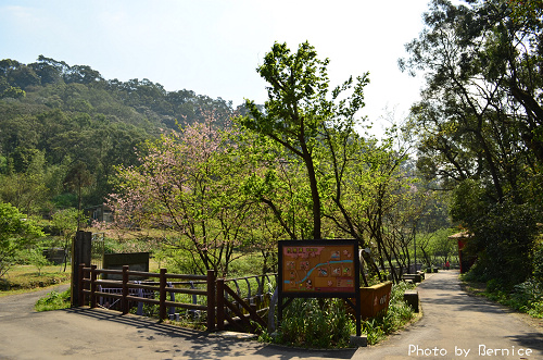 內厝溪櫻木花廊~入口處與尾端有壯觀的櫻花林 @Bernice的隨手筆記