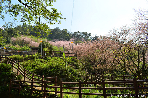 內厝溪櫻木花廊~入口處與尾端有壯觀的櫻花林 @Bernice的隨手筆記