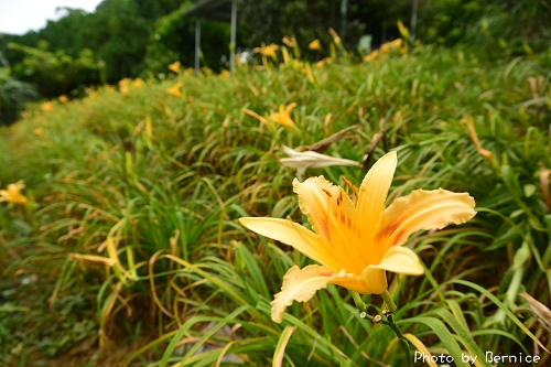 牧峰農場~不需遠征花東在台北也能看金針花海 @Bernice的隨手筆記