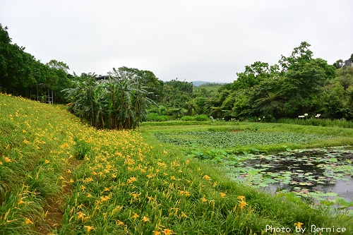 牧峰農場~不需遠征花東在台北也能看金針花海 @Bernice的隨手筆記