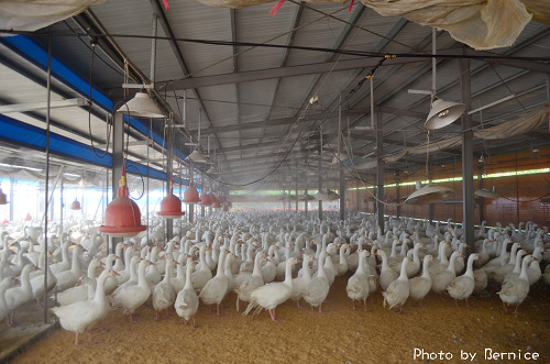 黃清安牧場~對抗禽流感轉型成功養出肥鵝 @Bernice的隨手筆記