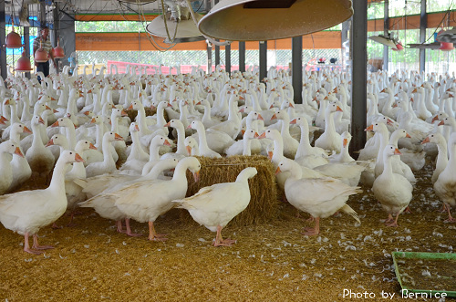 黃清安牧場~對抗禽流感轉型成功養出肥鵝 @Bernice的隨手筆記