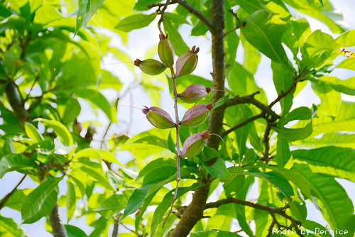 風箱樹~台灣珍稀的水生植物 @Bernice的隨手筆記
