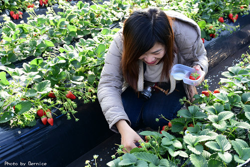 館山いちご狩りセンターTateyama Strawberry Picking Center~超甜又多汁草莓30分鐘吃到飽 @Bernice的隨手筆記