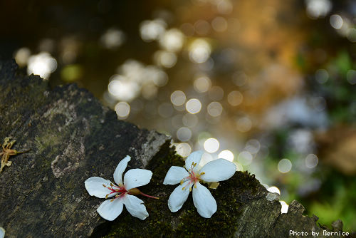 翠湖油桐~翠綠步道伴著白色桐花讓人擁有心情好 @Bernice的隨手筆記