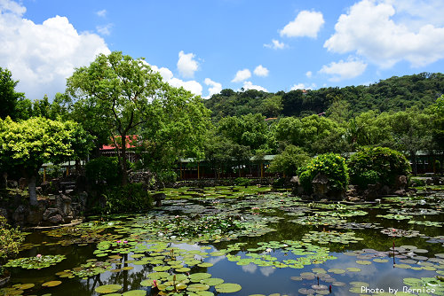雙溪公園大王蓮~城市中也能享受郊區的生態美景 @Bernice的隨手筆記