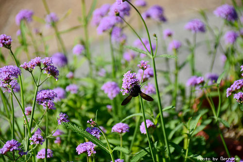 內雙溪藥用植物園~柳葉馬鞭草紫色花海．夏日療癒小旅行 @Bernice的隨手筆記