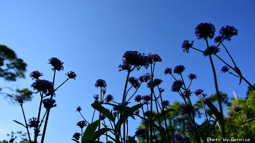內雙溪藥用植物園~柳葉馬鞭草紫色花海．夏日療癒小旅行 @Bernice的隨手筆記