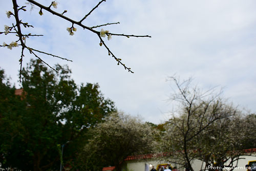 志成梅香~滿開的花兒讓公園充滿淡雅香氣 @Bernice的隨手筆記