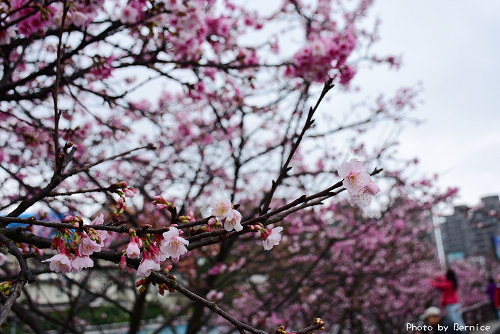 樂活櫻花季~內溝溪最美櫻花步道輕鬆賞花 @Bernice的隨手筆記